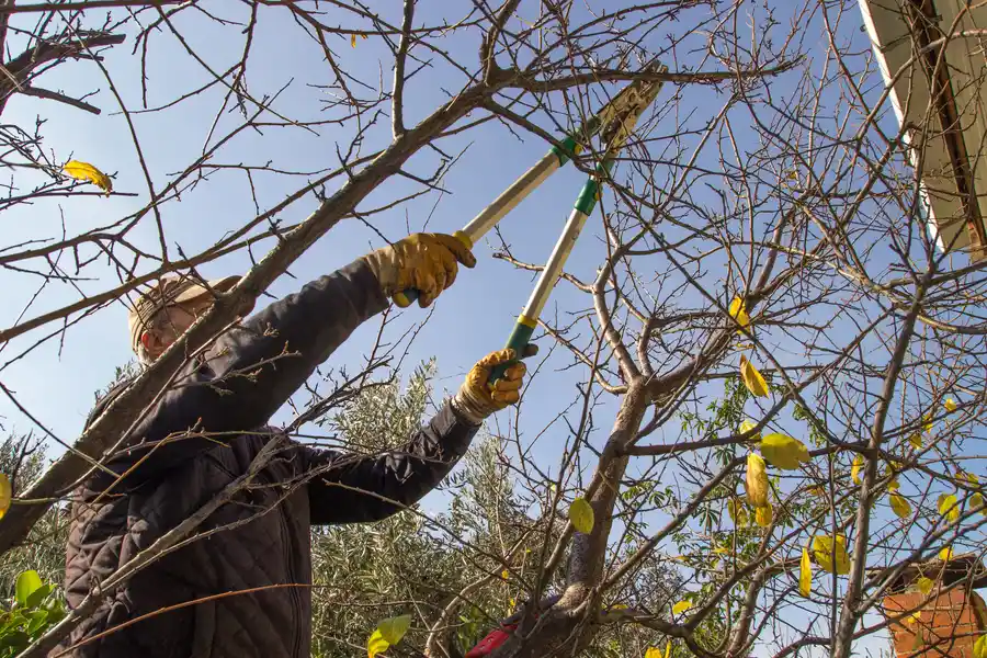 How Tree Trimming Prevents Damage To Your Property in Bastrop, TX