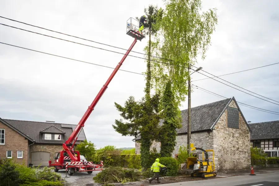 How Tree Trimming Prevents Damage To Your Property in Bastrop, TX