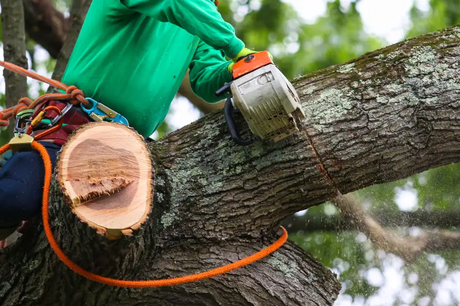 Local Tree Trimming in Bastrop, TX