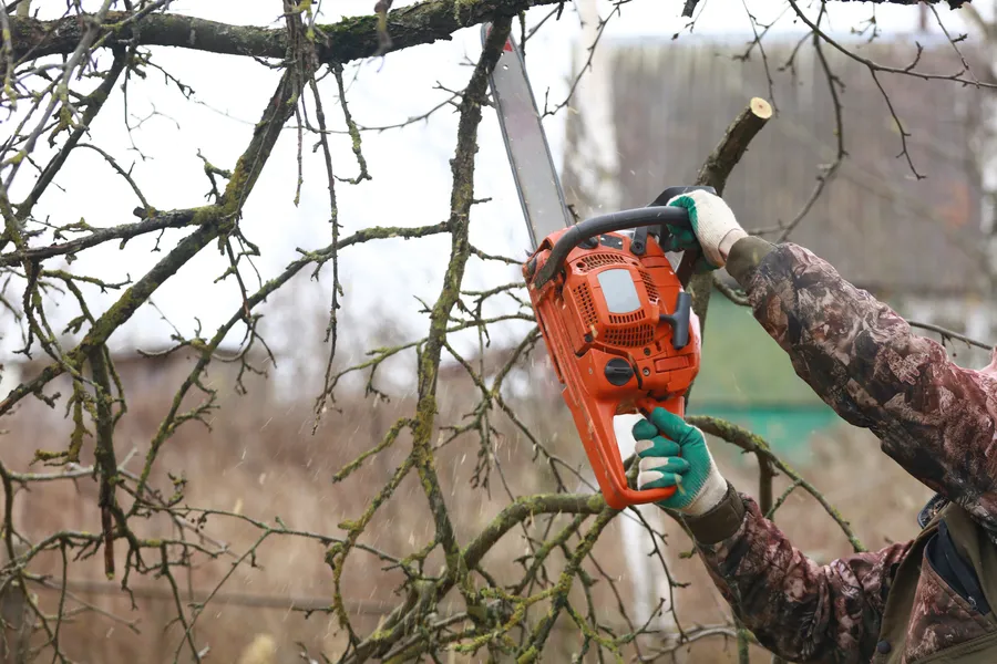 Professional Tree Trimming in Bastrop, TX