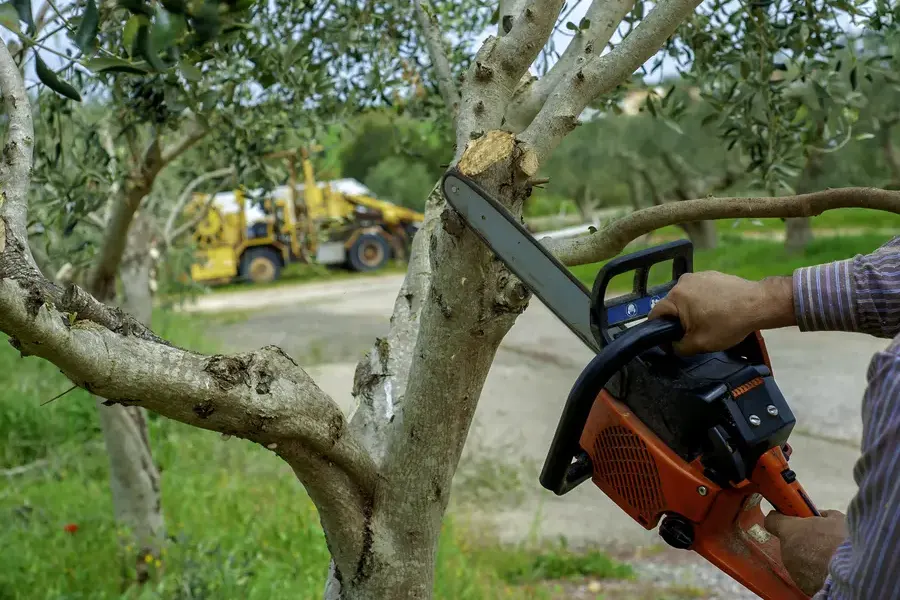 Tree Trimming Tips For Avoiding Common Diy Mistakes in Bastrop, TX