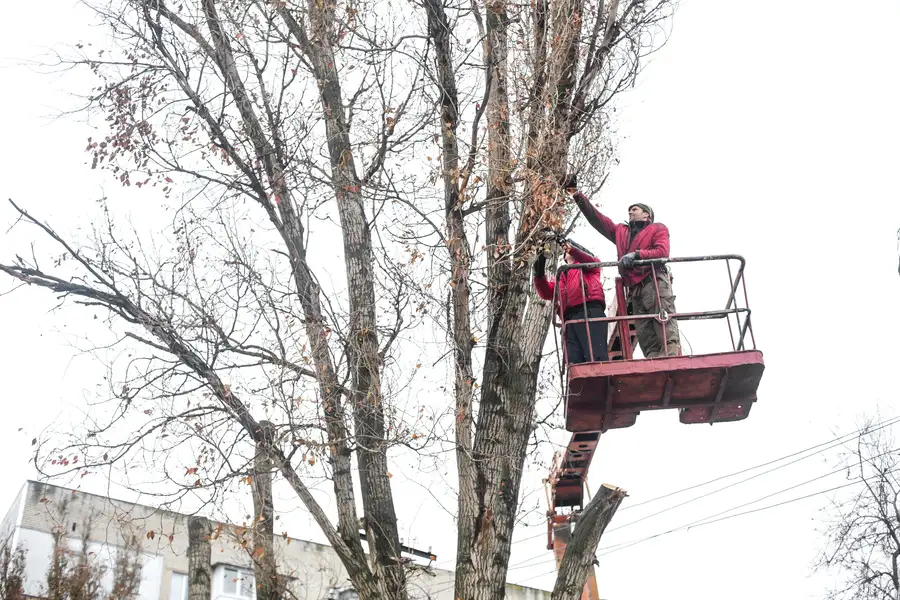 Tree Trimming Tips For Avoiding Common Diy Mistakes in Bastrop, TX
